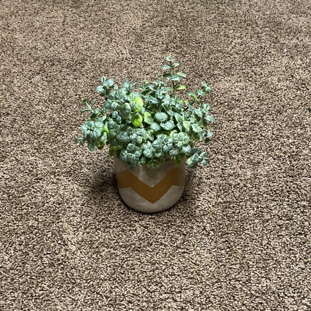 Chevron Patterned Planter with Green Succulent